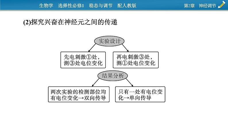 2021-2022学年高中生物新人教版选择性必修1 第2章 神经调节 微专题2 反射弧中兴奋传导特点的实验探究 课件(22张)04
