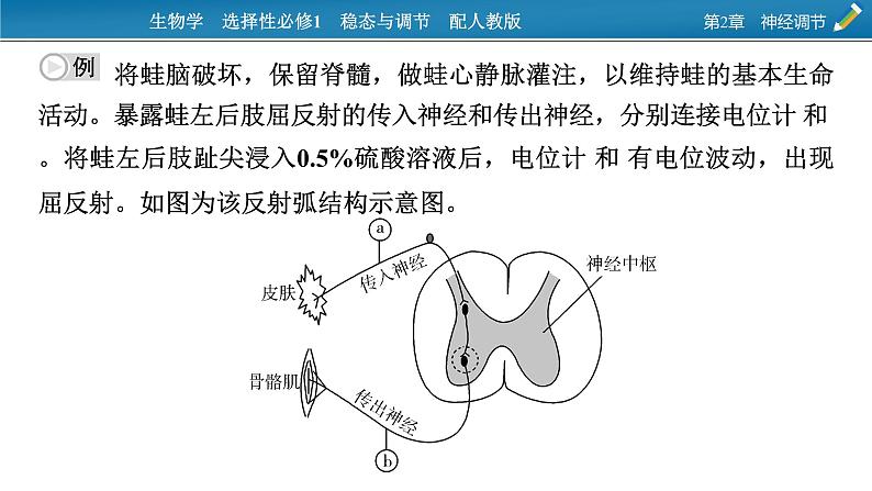 2021-2022学年高中生物新人教版选择性必修1 第2章 神经调节 微专题2 反射弧中兴奋传导特点的实验探究 课件(22张)05