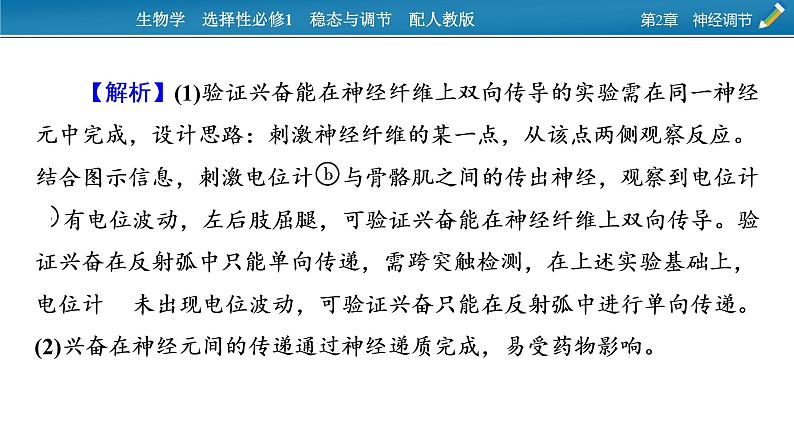 2021-2022学年高中生物新人教版选择性必修1 第2章 神经调节 微专题2 反射弧中兴奋传导特点的实验探究 课件(22张)08
