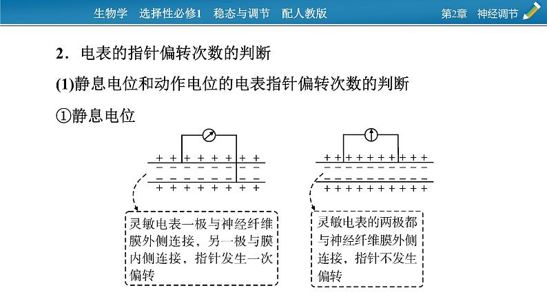 2021-2022学年高中生物新人教版选择性必修1 第2章 神经调节 微专题1 膜电位的测量及电表指针偏转问题分析 课件(23张)第7页