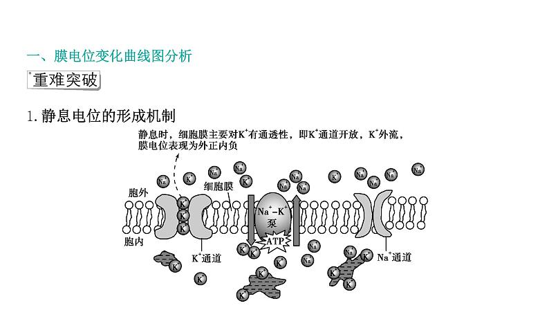 2021-2022学年高中生物新人教版选择性必修1 第2章 微专题1 膜电位变化曲线图分析与神经调节相关的实验探究 课件(31张)02