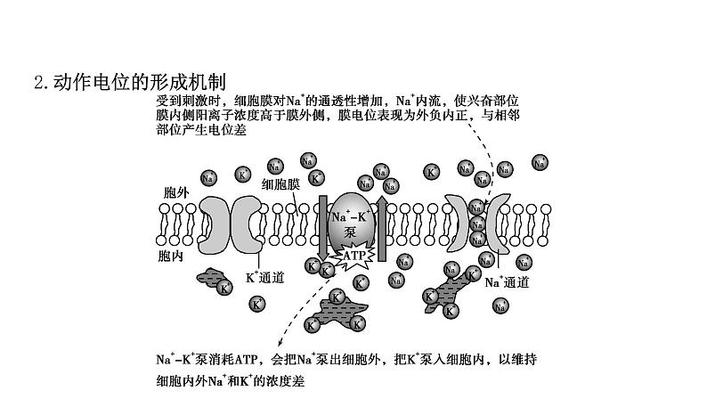 2021-2022学年高中生物新人教版选择性必修1 第2章 微专题1 膜电位变化曲线图分析与神经调节相关的实验探究 课件(31张)03