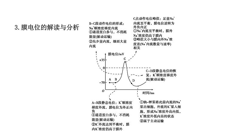 2021-2022学年高中生物新人教版选择性必修1 第2章 微专题1 膜电位变化曲线图分析与神经调节相关的实验探究 课件(31张)04
