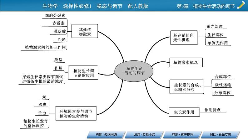 2021-2022学年高中生物新人教版选择性必修1 第5章 植物生命活动的调节 章末总结 课件(31张)03