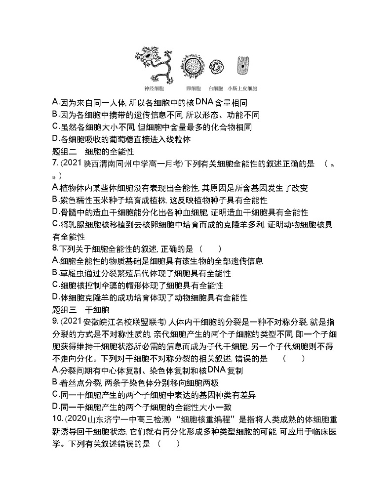 第2节细胞的分化-2022版生物必修1 人教版(新课标) 同步练习 (Word含解析)02