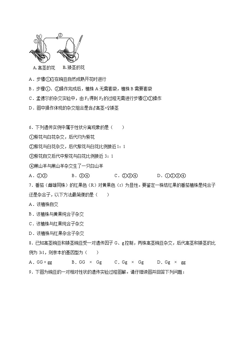 1.2.1 分离定律-2020-2021学年高一生物同步备课系列(新苏教版(2020)必修2)练习题02