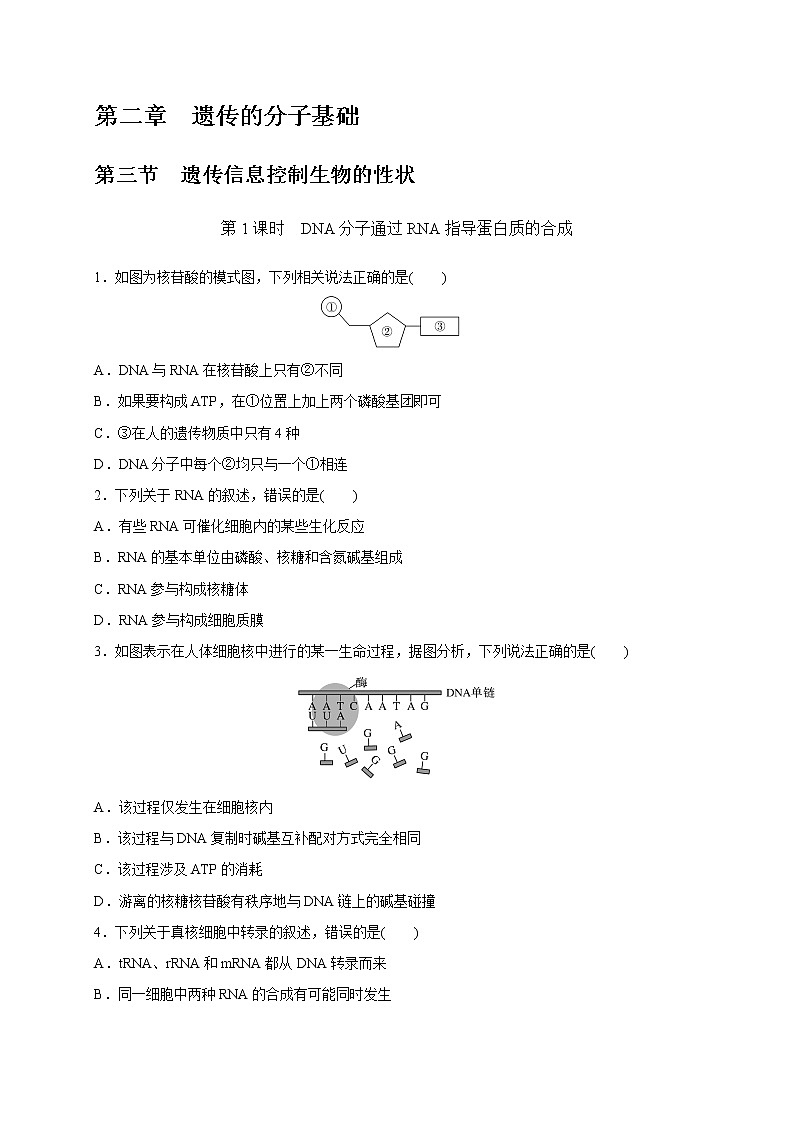 2.3.1 DNA分子通过RNA指导蛋白质的合成-2020-2021学年高一生物同步备课系列(新苏教版(2020)必修2)练习题01