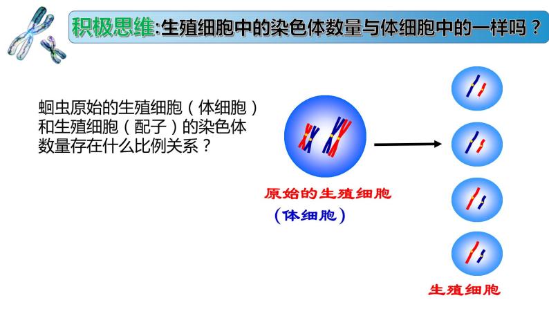 1.1.1 减数分裂产生精子或卵细胞-2020-2021学年高一生物同步备课系列（新苏教版（2020）必修2）课件PPT03