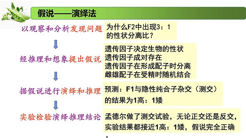1.2.2 分离定律的应用-2020-2021学年高一生物同步备课系列(新苏教版(2020)必修2)课件PPT第4页