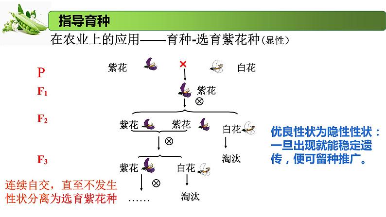 1.2.2 分离定律的应用-2020-2021学年高一生物同步备课系列(新苏教版(2020)必修2)课件PPT第6页