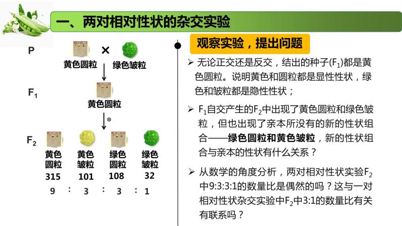 1.3 自由组合定律-2020-2021学年高一生物同步备课系列（新苏教版（2020）必修2）课件PPT05