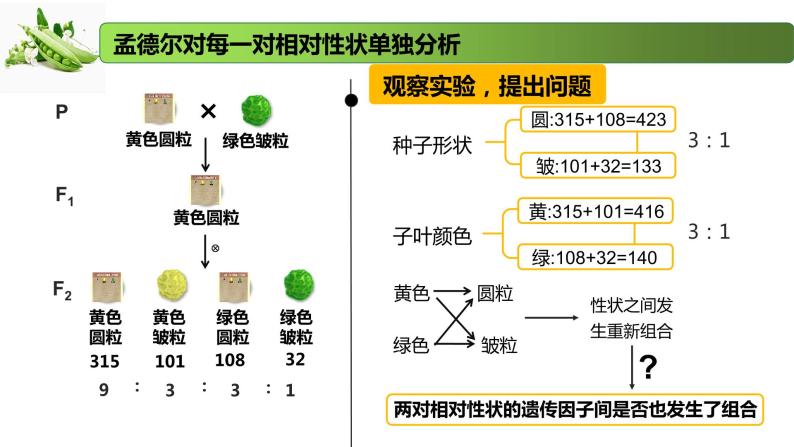 1.3 自由组合定律-2020-2021学年高一生物同步备课系列（新苏教版（2020）必修2）课件PPT06