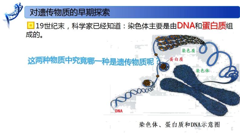 2.1 DNA是主要的遗传物质-2020-2021学年高一生物同步备课系列（新苏教版（2020）必修2）课件PPT02