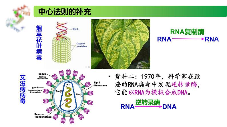2.3.2 中心法则、细胞分化的本质、表观遗传-2020-2021学年高一生物同步备课系列(新苏教版(2020)必修2)课件PPT04