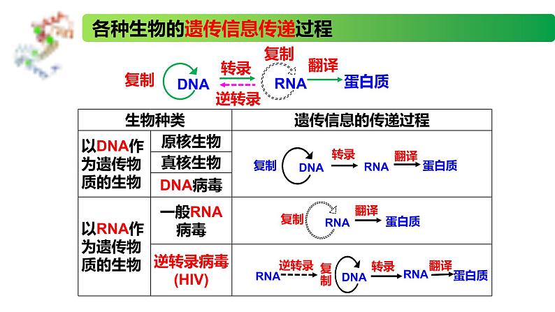 2.3.2 中心法则、细胞分化的本质、表观遗传-2020-2021学年高一生物同步备课系列(新苏教版(2020)必修2)课件PPT05