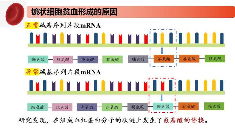 3.2 基因突变和基因重组-2020-2021学年高一生物同步备课系列（新苏教版（2020）必修2）课件PPT07