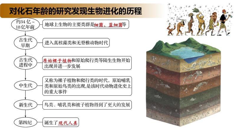 4.2 生物的多样性和适应性是进化的结果-2020-2021学年高一生物同步备课系列（新苏教版（2020）必修2）课件PPT05