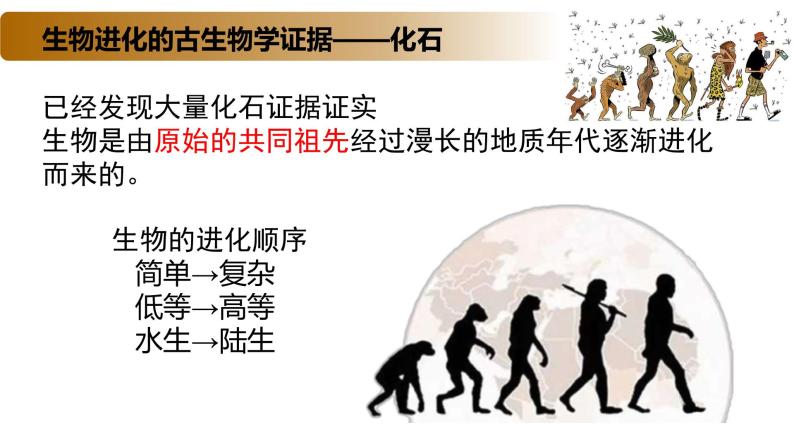 4.2 生物的多样性和适应性是进化的结果-2020-2021学年高一生物同步备课系列（新苏教版（2020）必修2）课件PPT06