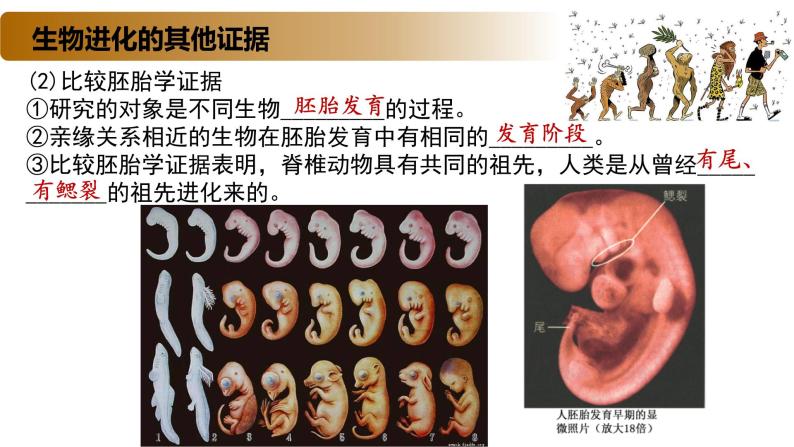 4.2 生物的多样性和适应性是进化的结果-2020-2021学年高一生物同步备课系列（新苏教版（2020）必修2）课件PPT08