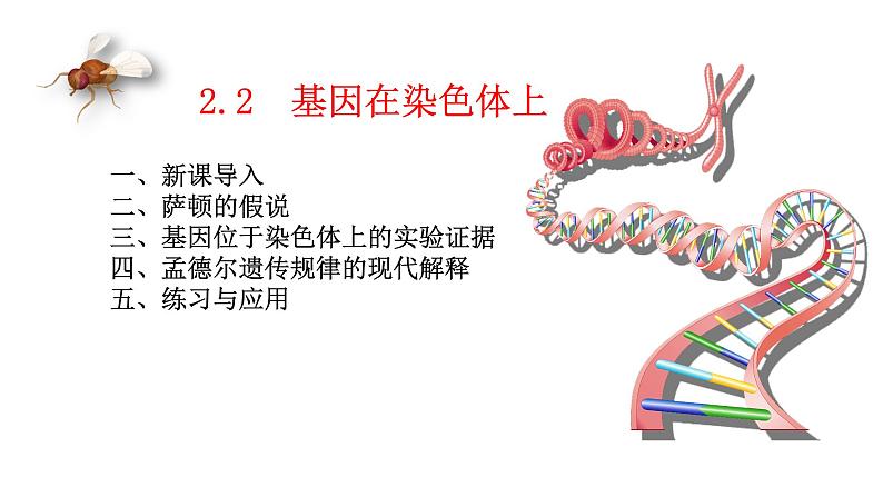2.2 基因在染色体上(课件精讲)第1页