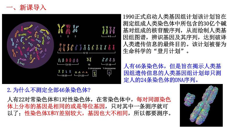 2.2 基因在染色体上(课件精讲)第3页
