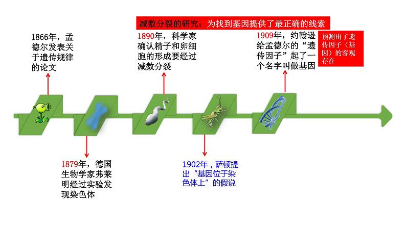 2.2 基因在染色体上(课件精讲)第4页