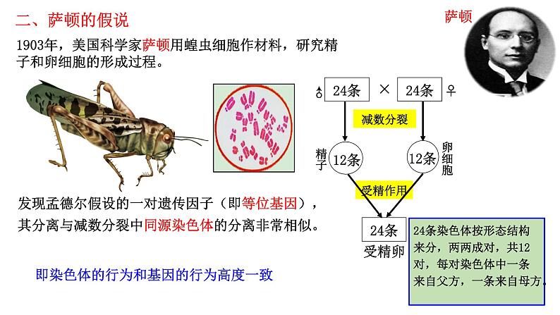 2.2 基因在染色体上(课件精讲)第5页