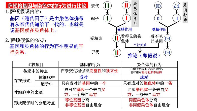 2.2 基因在染色体上(课件精讲)第6页