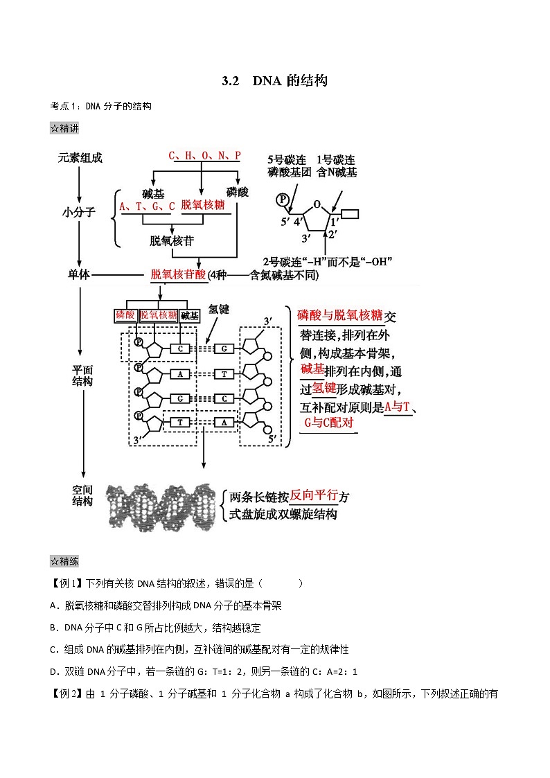 3.2 DNA的结构-2021-2022学年高一下学期生物同步考点精讲精练(人教版2019必修2)(原卷版)第1页