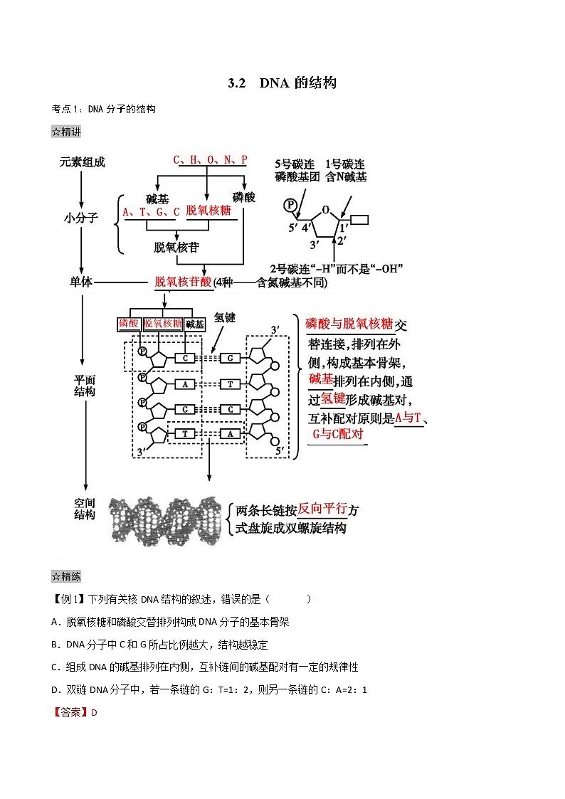 3.2 DNA的结构-2021-2022学年高一下学期生物同步考点精讲精练(人教版2019必修2)(解析版)第1页