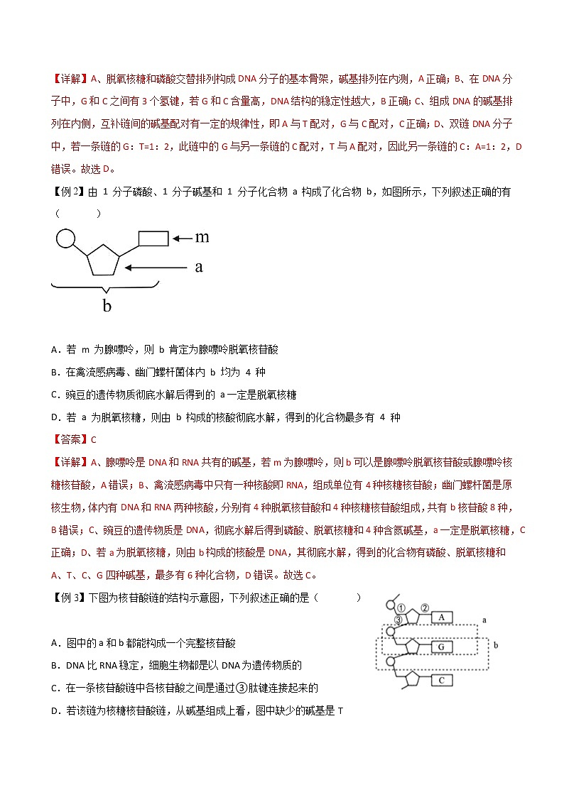 3.2 DNA的结构-2021-2022学年高一下学期生物同步考点精讲精练(人教版2019必修2)(解析版)第2页