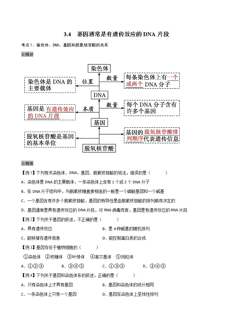 3.4 基因通常是有遗传效应的DNA片段-2021-2022学年高一下学期生物同步考点精讲精练(人教版2019必修2)(原卷版)第1页