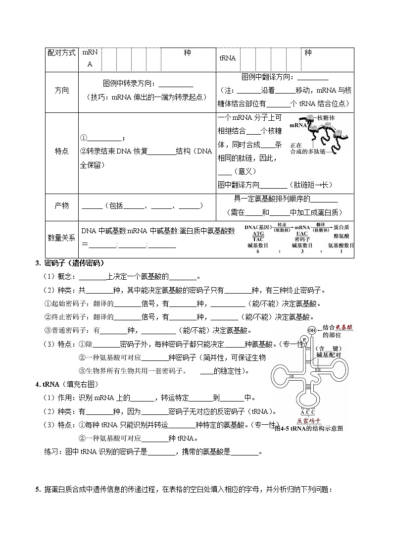 第四章 基因的表达(填空版)必背知识 高中生物新人教版必修2(2022年)第2页