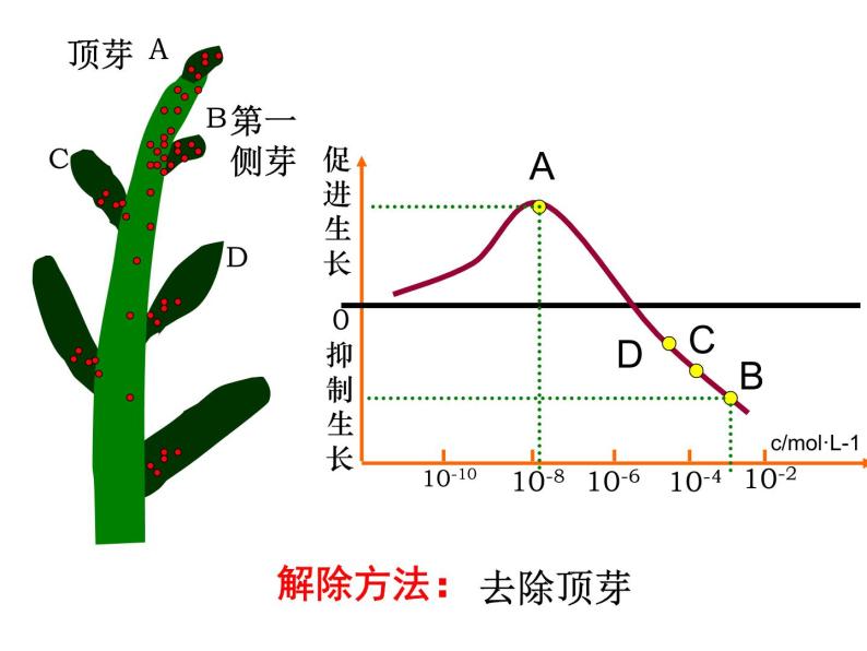 第8讲 生长素的生理作用-备战高考生物一轮复习优质精讲课件（人教版必修3）06