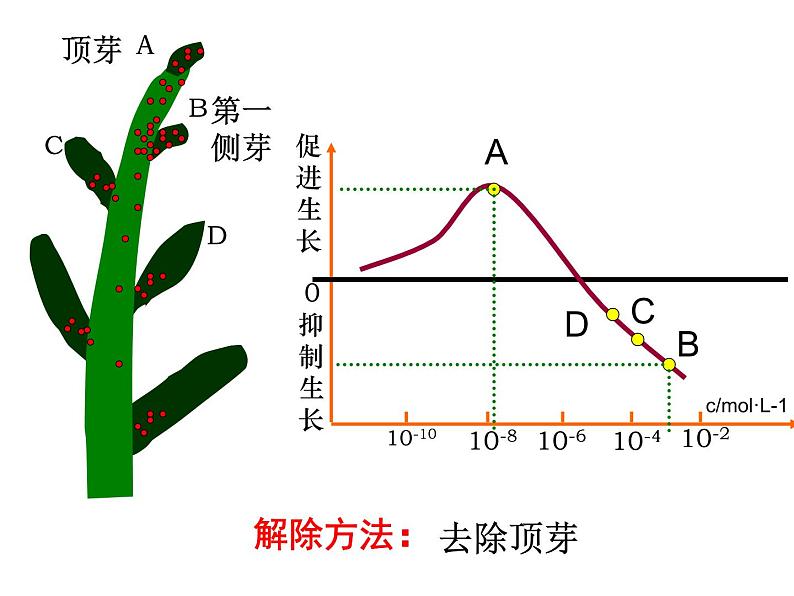第8讲 生长素的生理作用-备战高考生物一轮复习优质精讲课件(人教版必修3)第6页