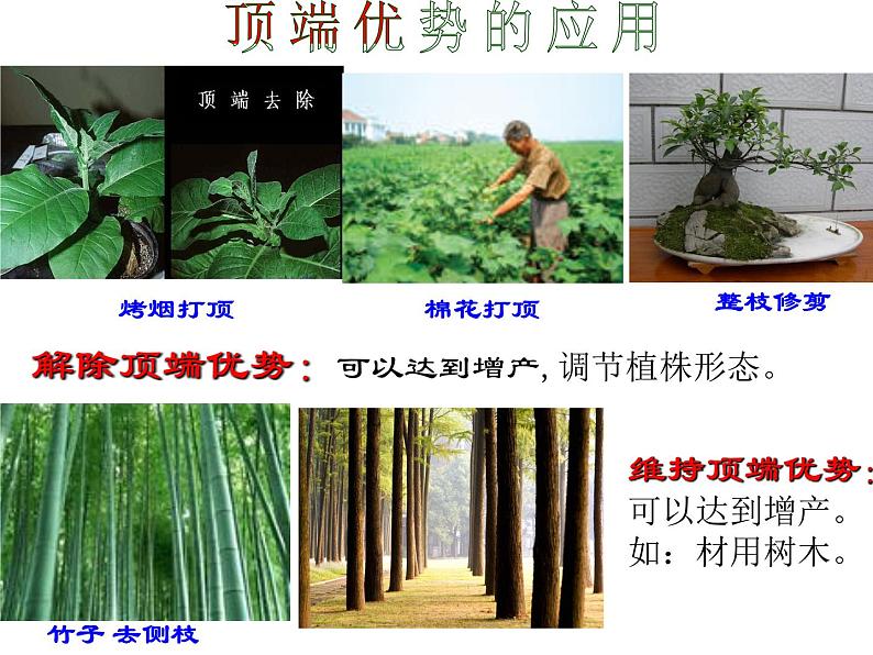 第8讲 生长素的生理作用-备战高考生物一轮复习优质精讲课件(人教版必修3)第7页