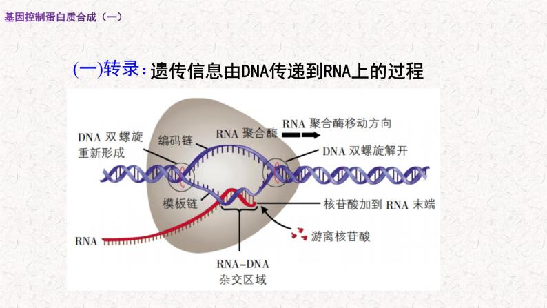 3.4.1 基因控制蛋白质合成 课件-浙科版高中生物必修2遗传与进化(共16张PPT)04
