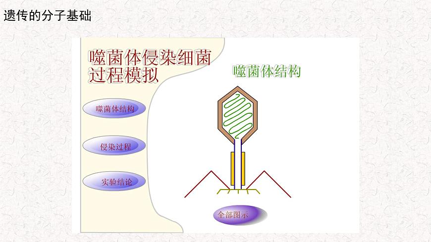3.1.2 核酸是遺傳物質(zhì) 課件-浙科版高中生物必修2遺傳與進(jìn)化(共19張PPT)第4頁
