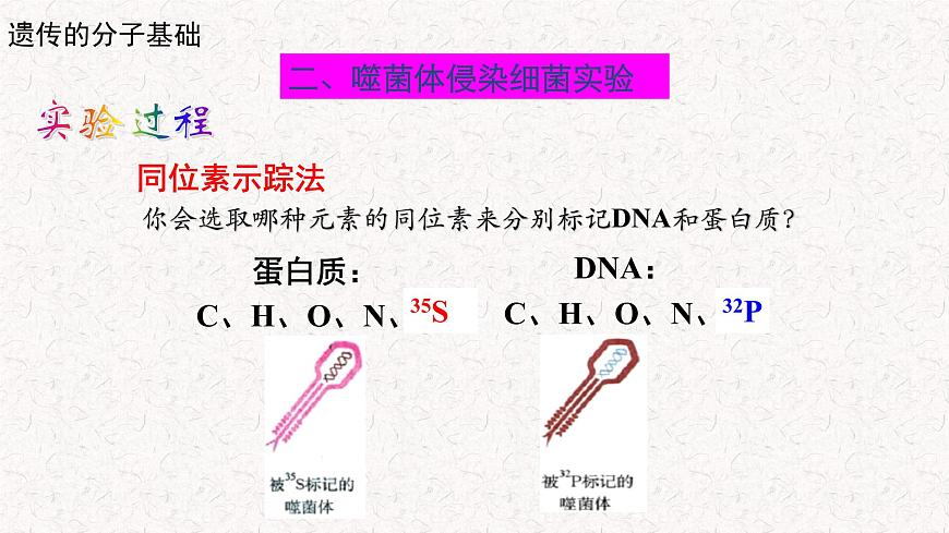 3.1.2 核酸是遺傳物質(zhì) 課件-浙科版高中生物必修2遺傳與進(jìn)化(共19張PPT)第5頁