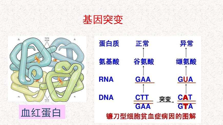 4.1 基因突變可能引起性狀改變 課件-浙科版高中生物必修2遺傳與進化(共22張PPT)第7頁