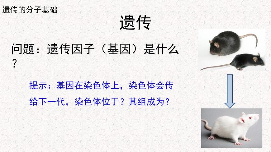 3.1.1 核酸是遺傳物質(zhì) 課件-浙科版高中生物必修2遺傳與進(jìn)化(共16張PPT)第3頁(yè)