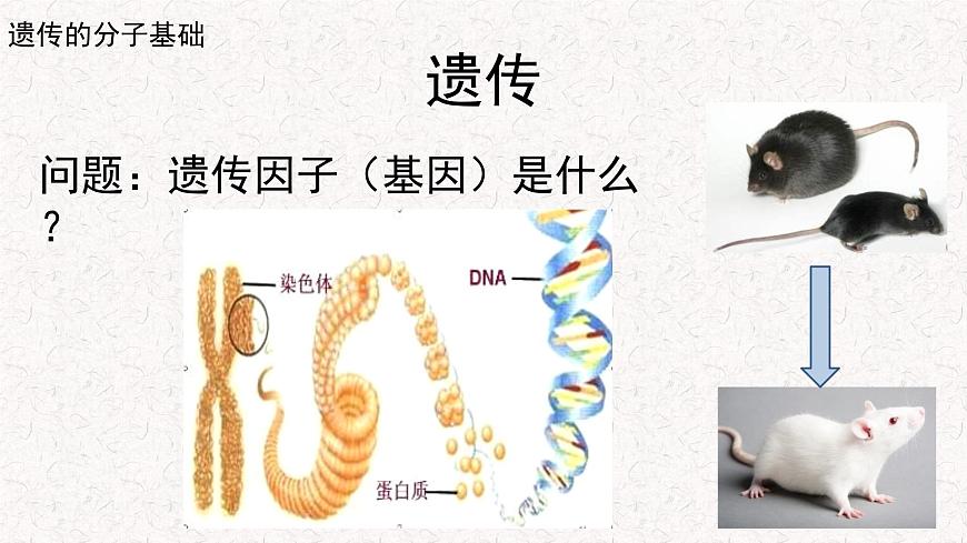 3.1.1 核酸是遺傳物質(zhì) 課件-浙科版高中生物必修2遺傳與進(jìn)化(共16張PPT)第4頁(yè)