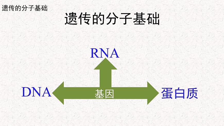 3.1.1 核酸是遺傳物質(zhì) 課件-浙科版高中生物必修2遺傳與進(jìn)化(共16張PPT)第5頁(yè)