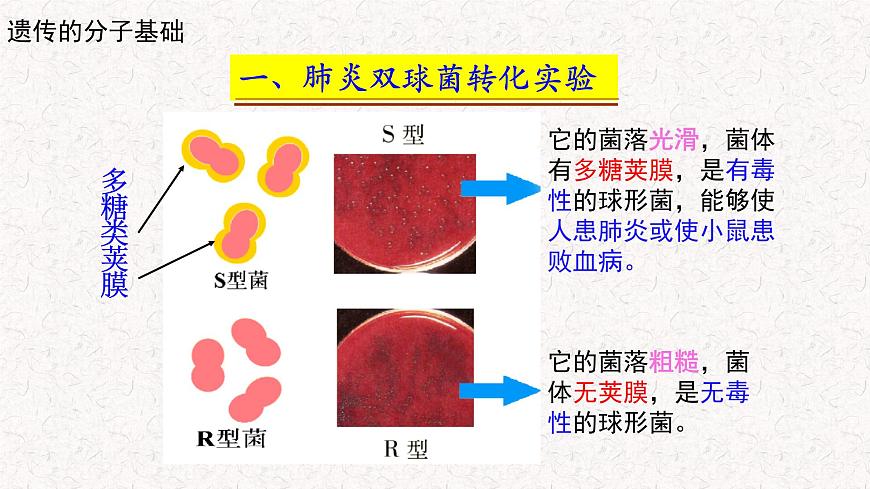 3.1.1 核酸是遺傳物質(zhì) 課件-浙科版高中生物必修2遺傳與進(jìn)化(共16張PPT)第6頁(yè)