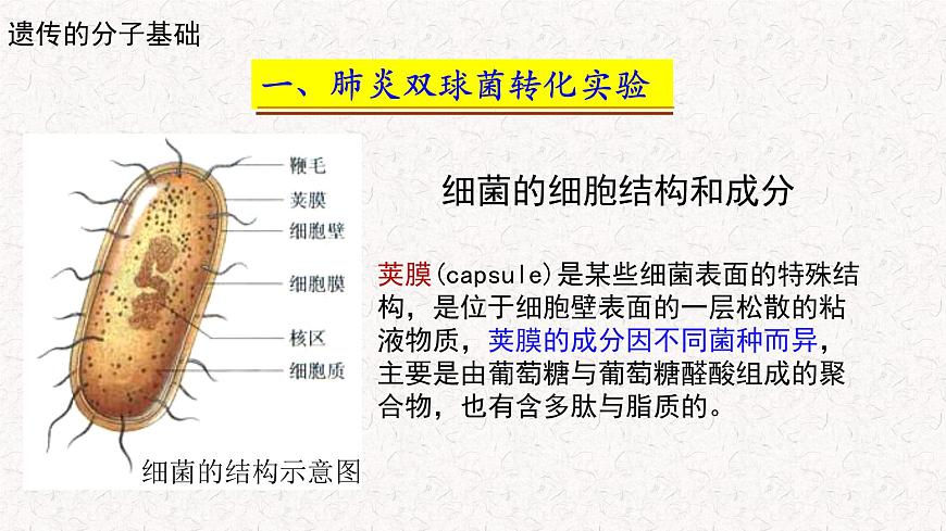3.1.1 核酸是遺傳物質(zhì) 課件-浙科版高中生物必修2遺傳與進(jìn)化(共16張PPT)第7頁(yè)
