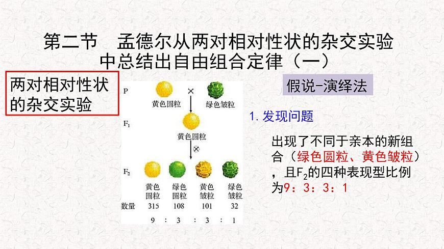 1.2.1 孟德爾從兩對相對性狀的雜交實驗中總結(jié)出自由組合定律 課件-浙科版高中生物必修2遺傳與進(jìn)化(共11張PPT)第3頁