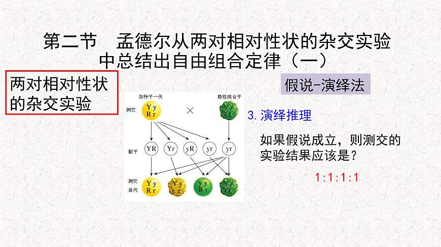 1.2.1 孟德爾從兩對相對性狀的雜交實驗中總結(jié)出自由組合定律 課件-浙科版高中生物必修2遺傳與進(jìn)化(共11張PPT)第5頁
