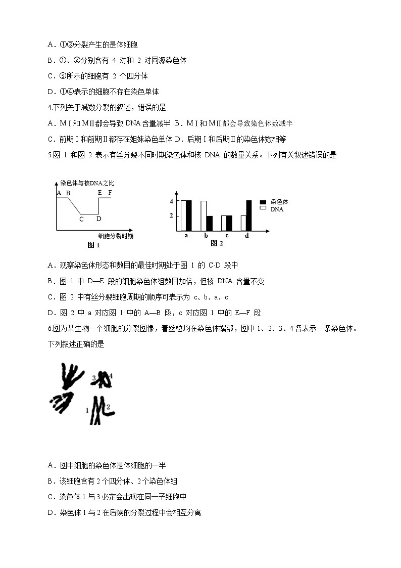 【新教材精創(chuàng)】2.1.1 染色體通過配子傳遞給子代 練習(xí)（2）（原卷版）第2頁
