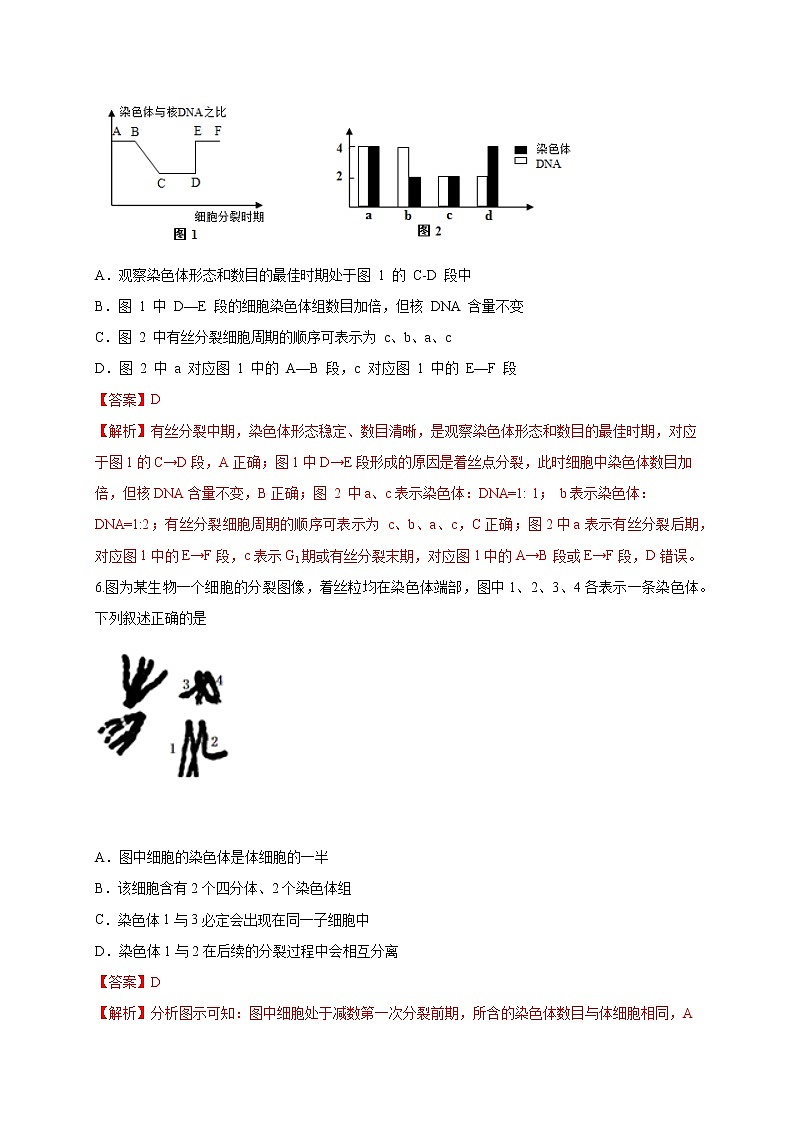 【新教材精創(chuàng)】2.1.1 染色體通過配子傳遞給子代 練習(xí)（2）（解析版）第3頁