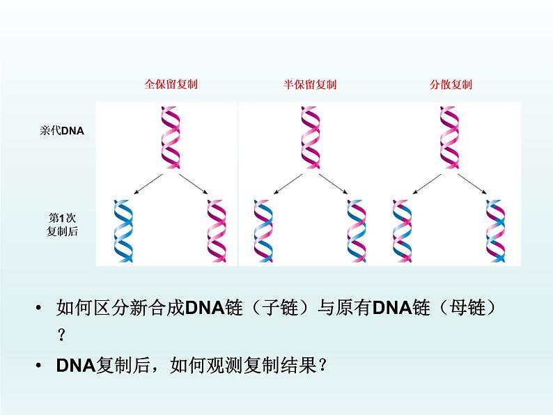 3.3 DNA通过复制传递遗传信息 课件2020-2021学年浙科版(2019)高一生物必修二第3页